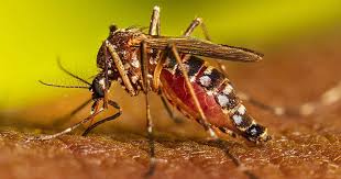 ডেঙ্গুতে আরও ৩ জনের মৃত্যু, হাসপাতালে ৩৩১