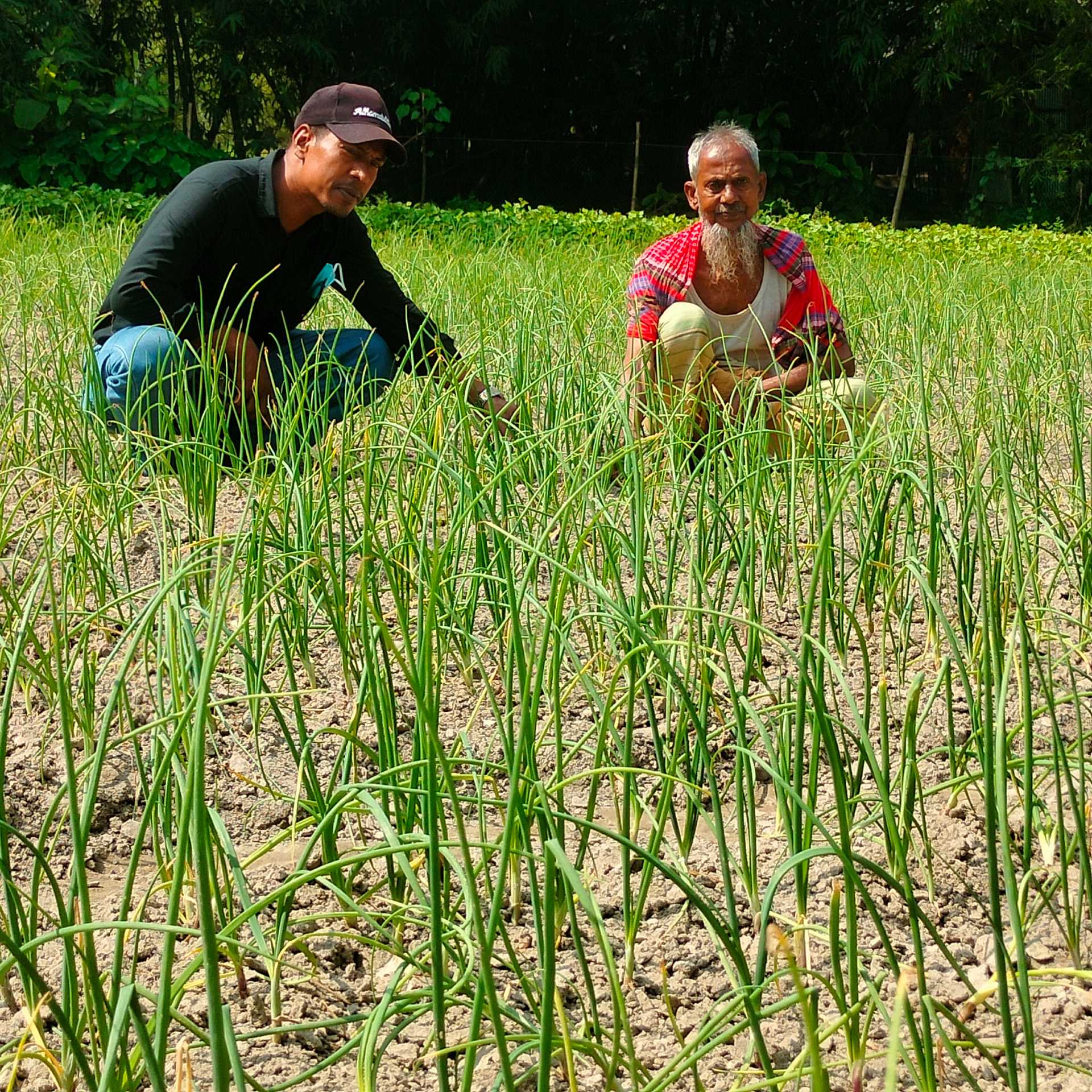 নীলফামারীতে অসময়ের পেঁয়াজ চাষে অপার সম্ভবনা