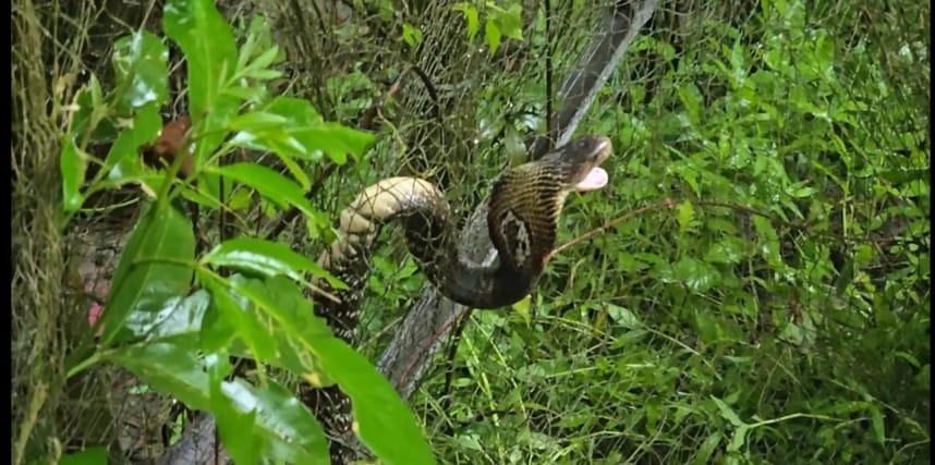 কুয়াকাটা বিষধর পদ্ম গোখরা সাপ উদ্ধার