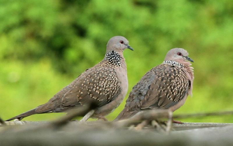 কালের আবর্তে হারিয়ে যাচ্ছে ঘুঘু পাখি