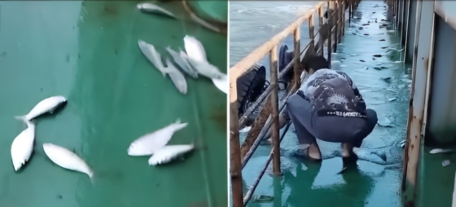 পায়রা বন্দরে লাফিয়ে উঠল তিন মণ রুপালি ইলিশ