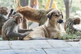 কিশোরগঞ্জে কুকুর ও বানরের আক্ৰমনে ১৬ জন আক্রান্ত, আতঙ্কে এলাকাবাসী