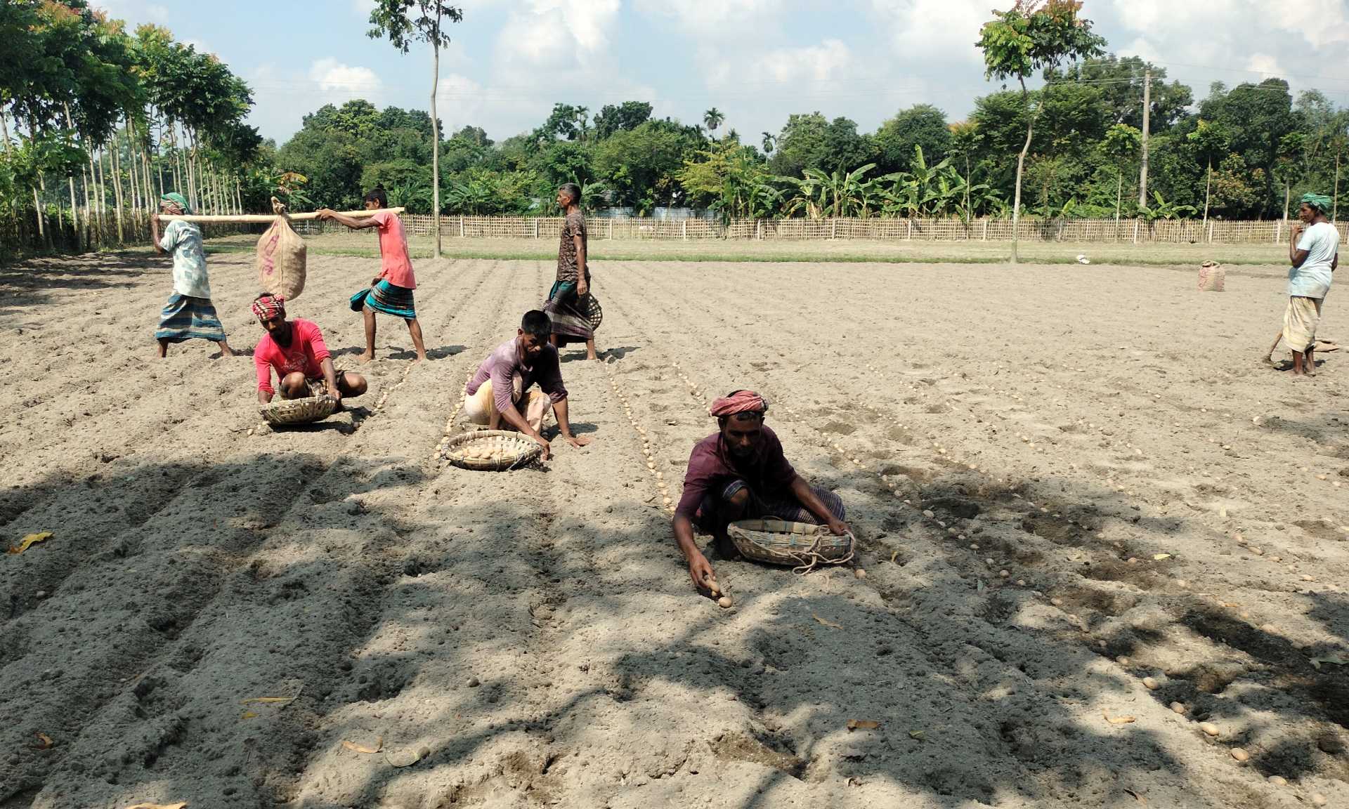 ভালো দাম পাওয়ার স্বপ্ন নিয়ে আগাম আলু চাষে ব্যস্ত কৃষকরা