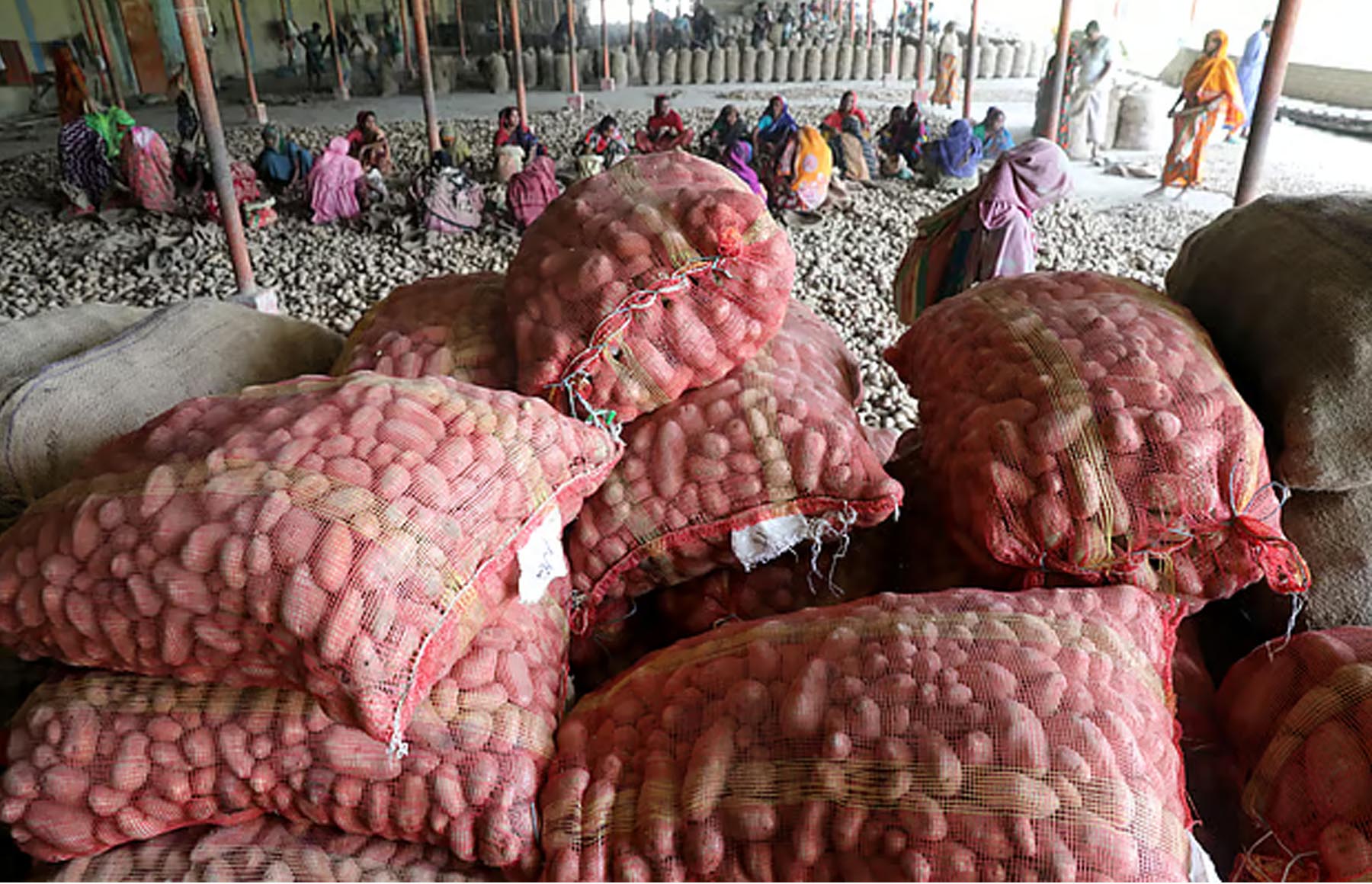 লোকসানে কৃষক, হিমাগার থেকে আলু তুলতে মাইকিং