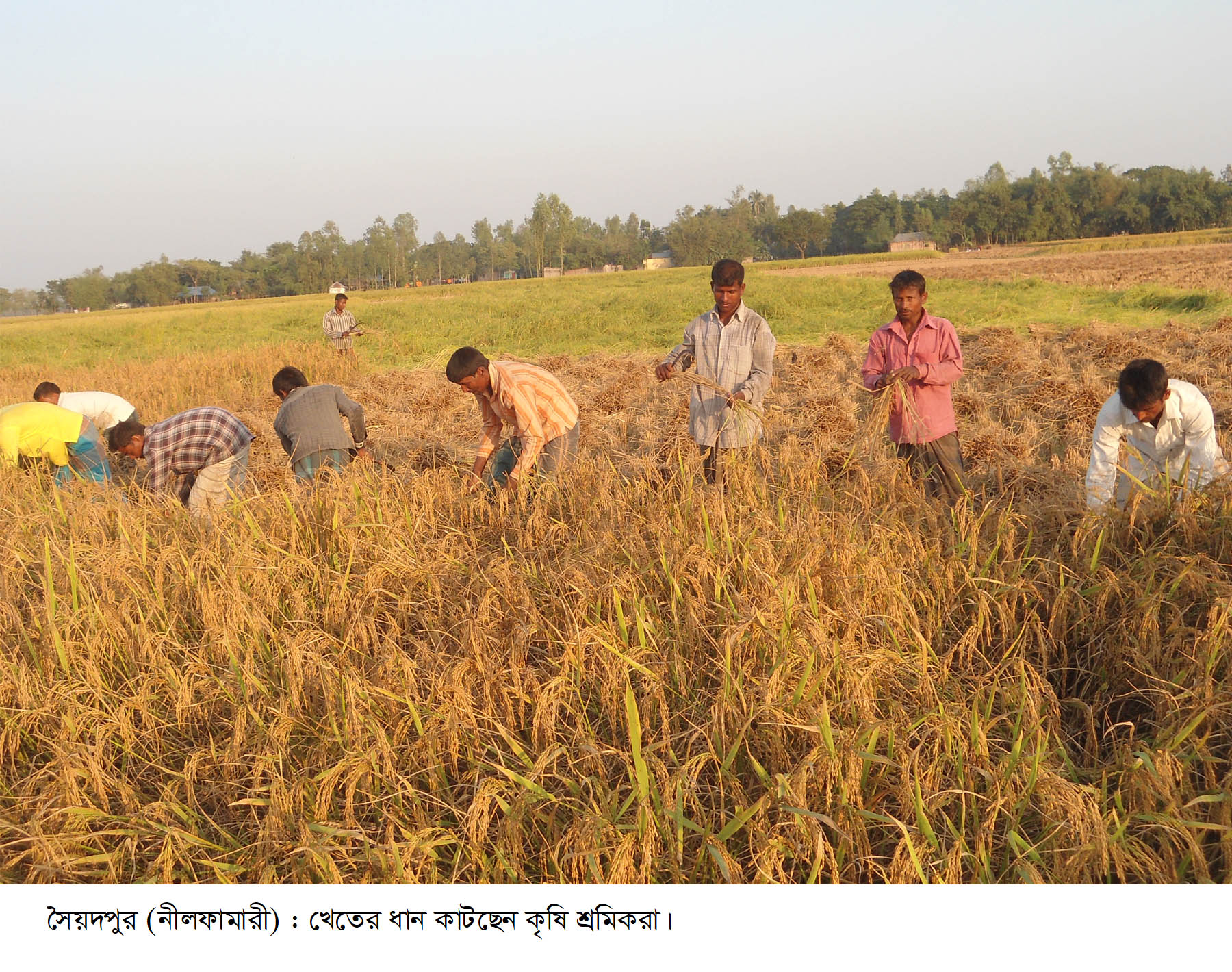 সৈয়দপুরে পুরোদমে চলছে আমন ধান কাটা মাড়াইয়ের কাজ