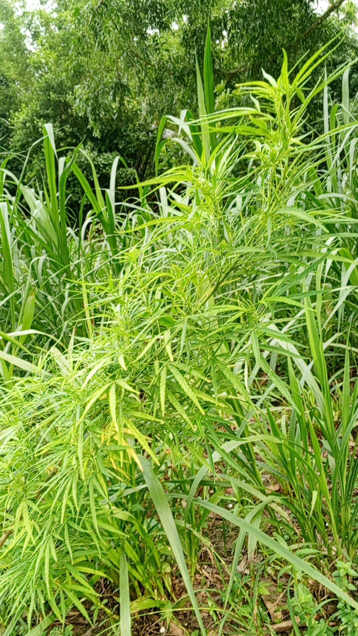ঘিওরের গোয়ালডাঙ্গীতে ঘাসের আড়ালে গাঁজা চাষ, প্রশাসনের ভূমিকায় প্রশ্ন