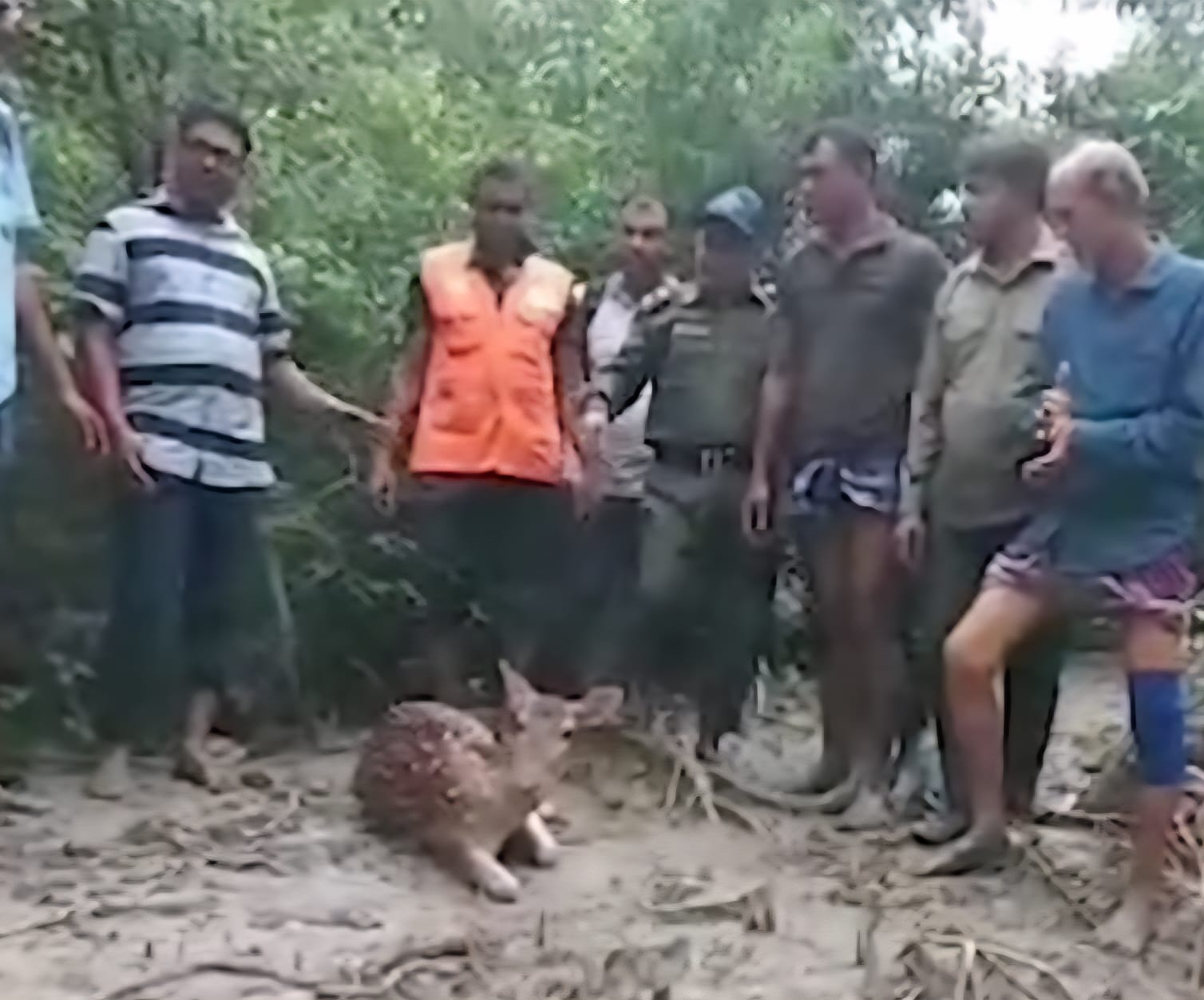 সুন্দরবনের হরিণ লোকালয়ে জীবিত উদ্ধার