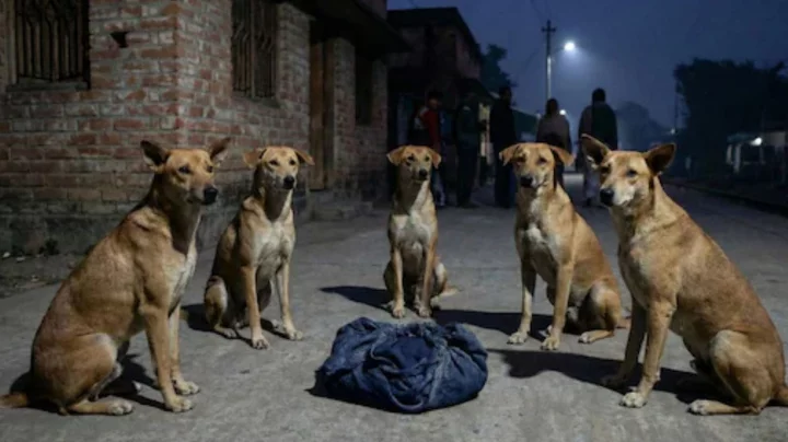 নবদ্বীপে কুকুরদের প্রহরায় বাঁচল নবজাতক