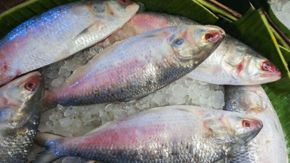 ভারতে ইলিশ রপ্তানি শুরু