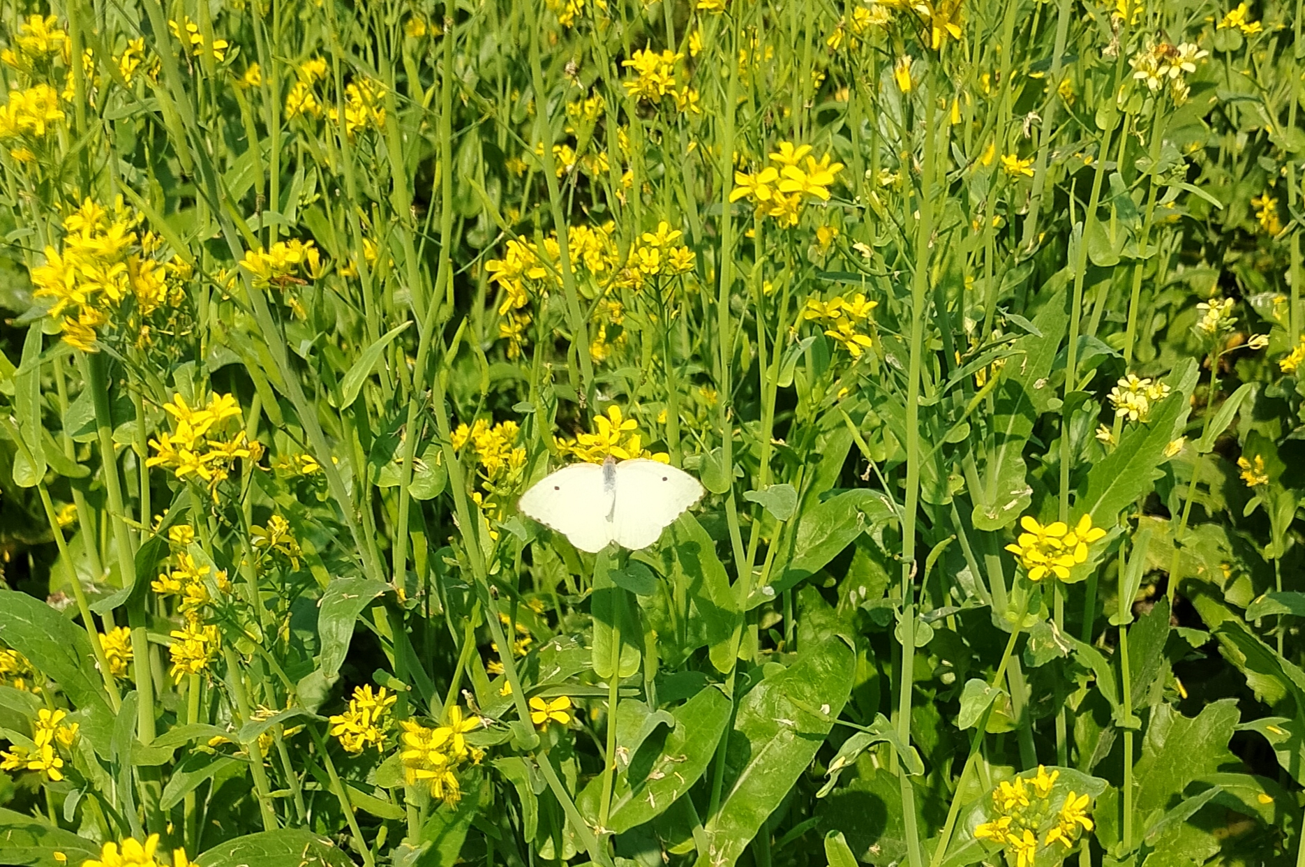 সরিষা ক্ষেতে প্রজাপতি, মৌমাছি, পতেঙ্গা, পাখি ও গিরগিটির মেলা