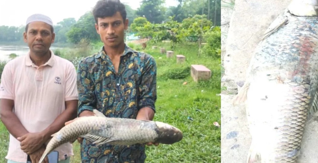 হালদায় ড্রেজারের আঘাতে ডিমওয়ালা মা মাছের মৃত্যু