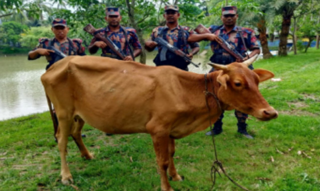 ভারতীয় গরুসহ পাঁচ লাখ টাকার মালামাল আটক