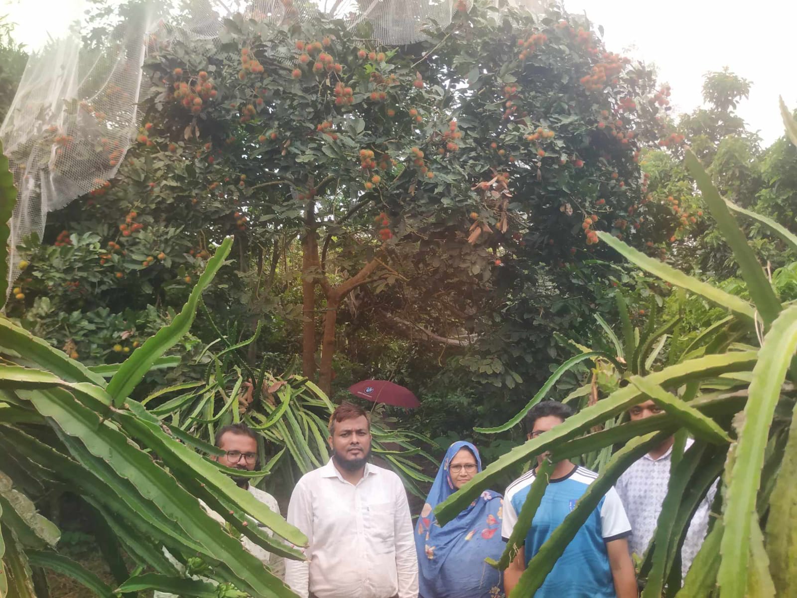 কৃষি উদ্যোক্তা খাদিজার রামবুটান চাষে নতুন দিগন্ত
