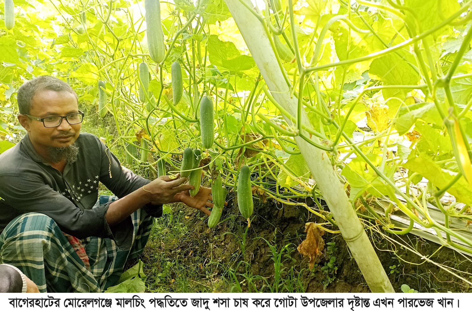 মোরেলগঞ্জে মালচিং পদ্ধতিতে ‘যাদু শসা’ চাষে সফল কৃষক পারভেজ