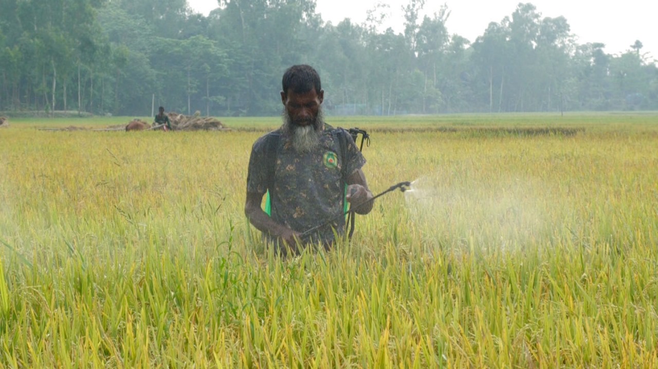 পোকার আক্রমণে মরে গেছে ধান, দিশেহারা কৃষক