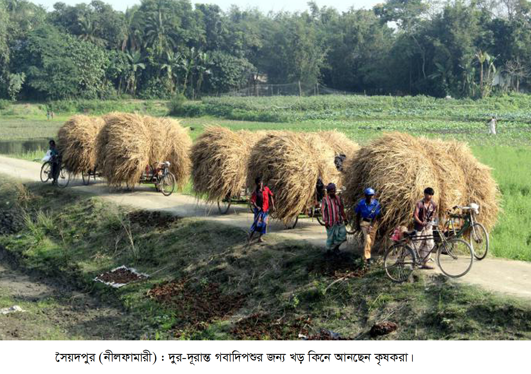 সৈয়দপুরে গোখাদ্য কাড়ি প্রতি দাম ১০ টাকায় পৌঁছেছে
