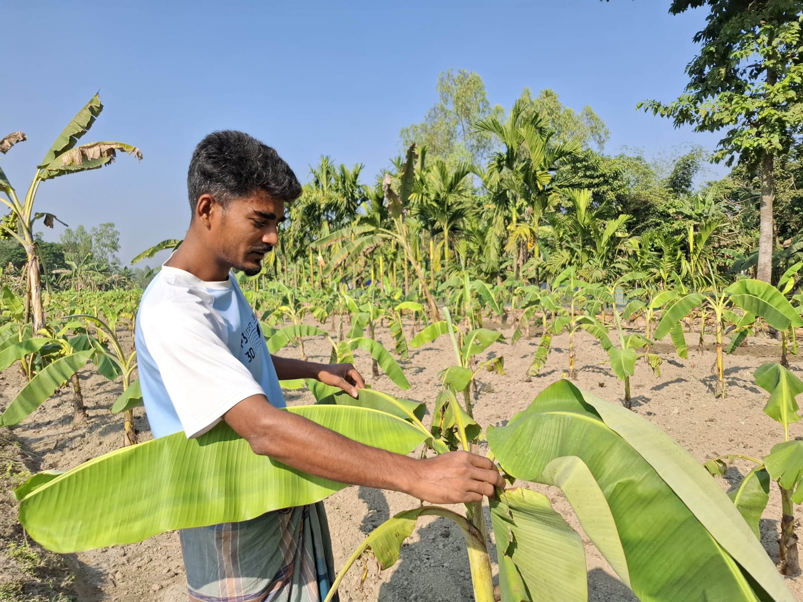 শেরপুরে সীমান্তে কলা চাষে বিপ্লব, বাড়ছে চাষির সংখ্যা