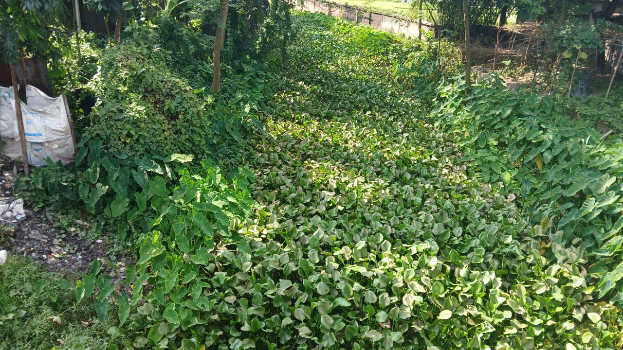 দখল-দূষণে মৃতপ্রায় বামনডাঙ্গা নদী