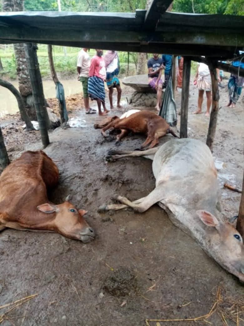 ভোলার মনপুরায় বজ্রপাতে ৮টি গরুর মৃত্যু, কৃষকরা সর্বস্বান্ত