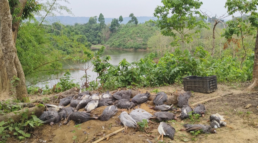 কুকুরের উৎপাতে অতিষ্ঠ মহালছড়িবাসী