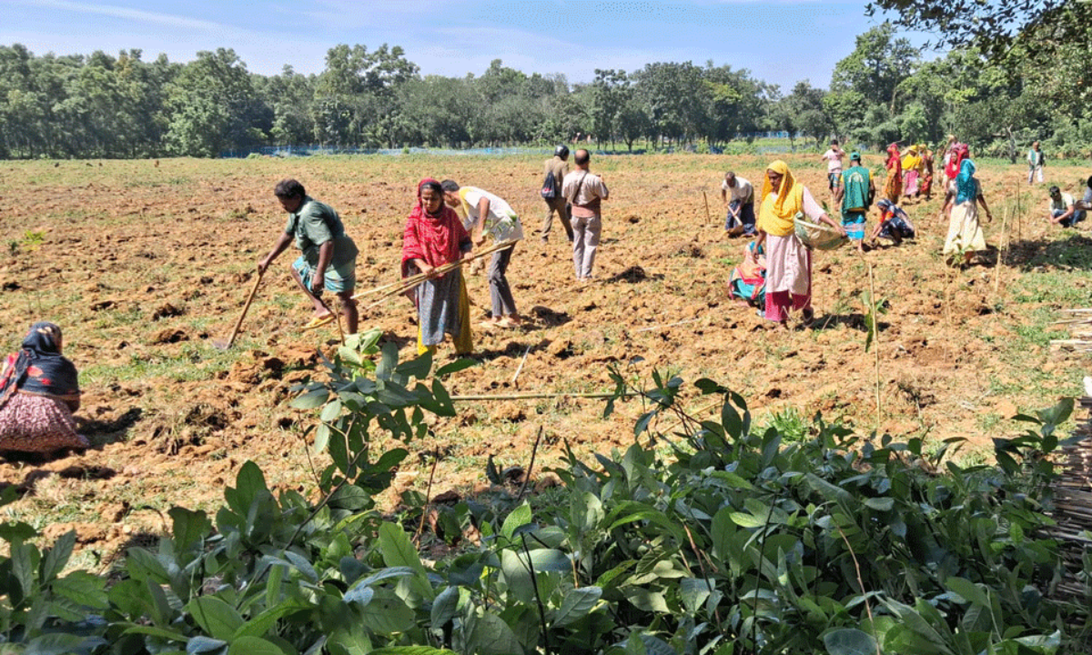গাজীপুরে ৩০ বিঘা বনভূমি আওয়ামী দখল মুক্ত