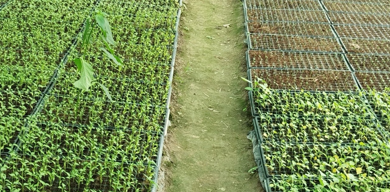 কিশোরগঞ্জে মাটি ছাড়াই সবজি চারা উৎপাদন করছেন নিত্যানন্দ