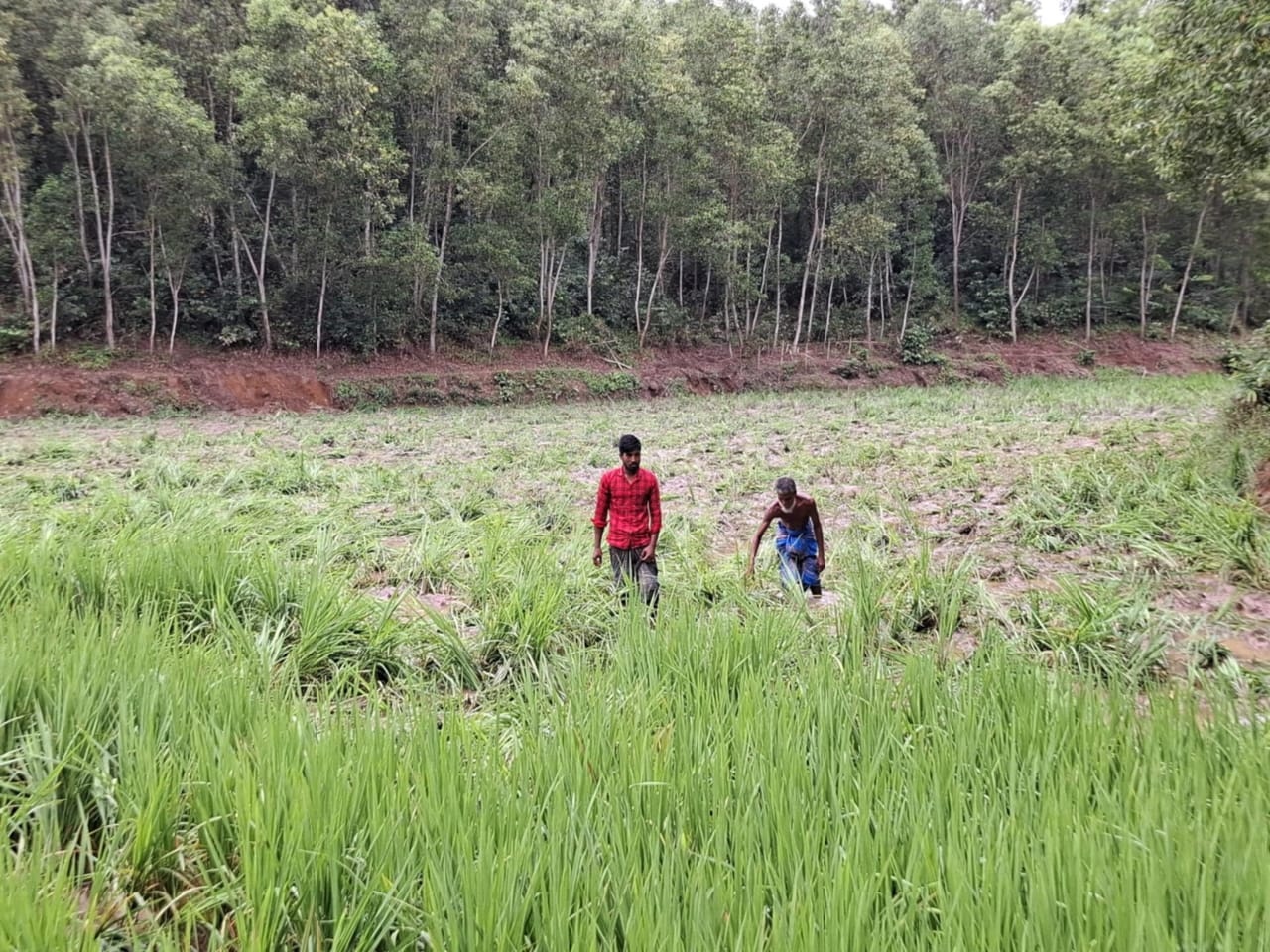 বন্য হাতির তাণ্ডবে আমন ক্ষেত নষ্ট, কৃষক দিশেহারা