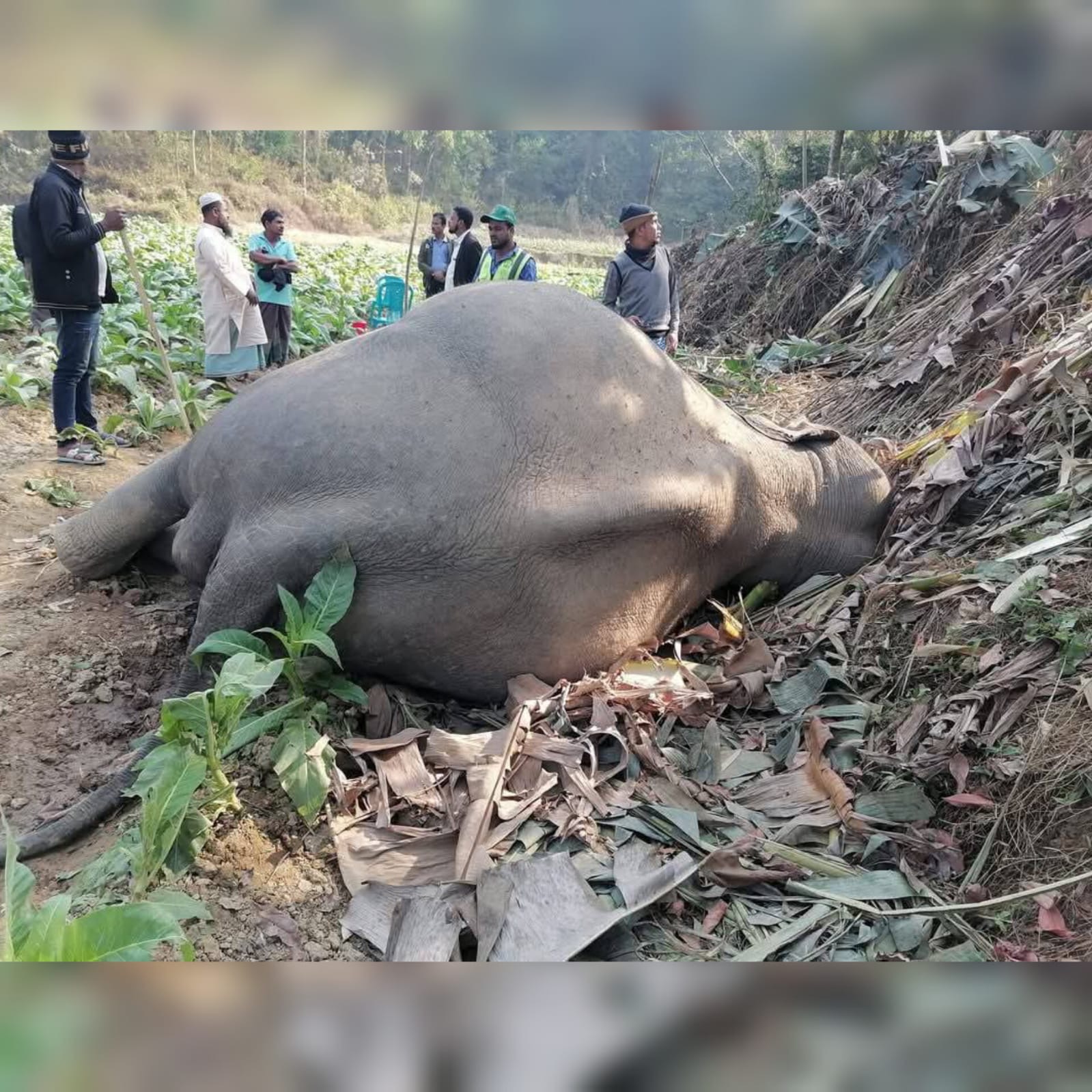 সংরক্ষিত বনের পাশে তামাক ক্ষেতে মৃত হাতি উদ্ধার