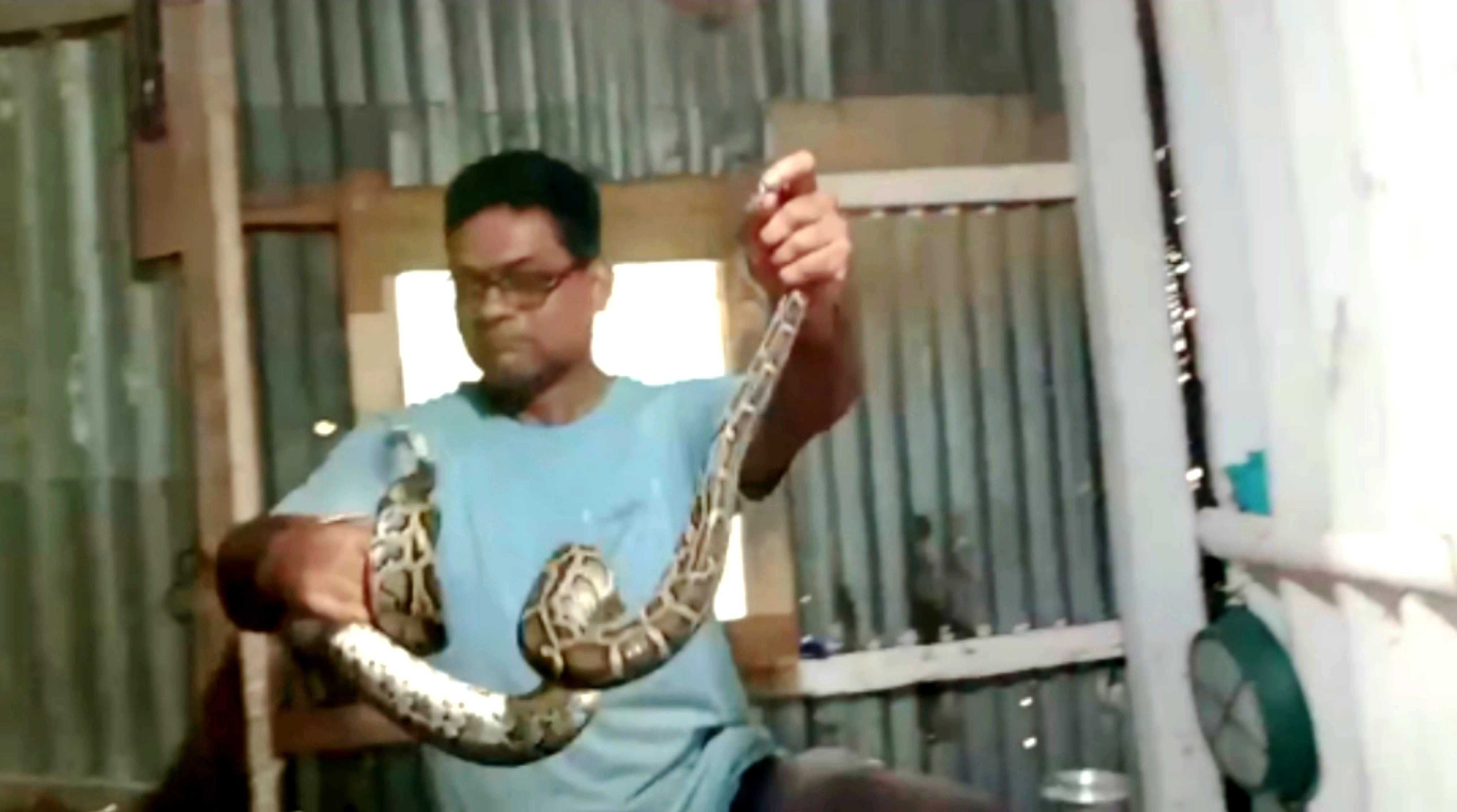 শ্রীমঙ্গলে রান্না ঘরের সিলিংয়ে ঝুলছিল অজগর