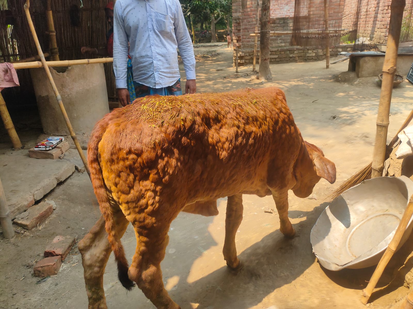 দুর্গাপুরে লাম্পি ভাইরাসে আক্রান্ত গবাদিপশু, দিশেহারা খামারিরা