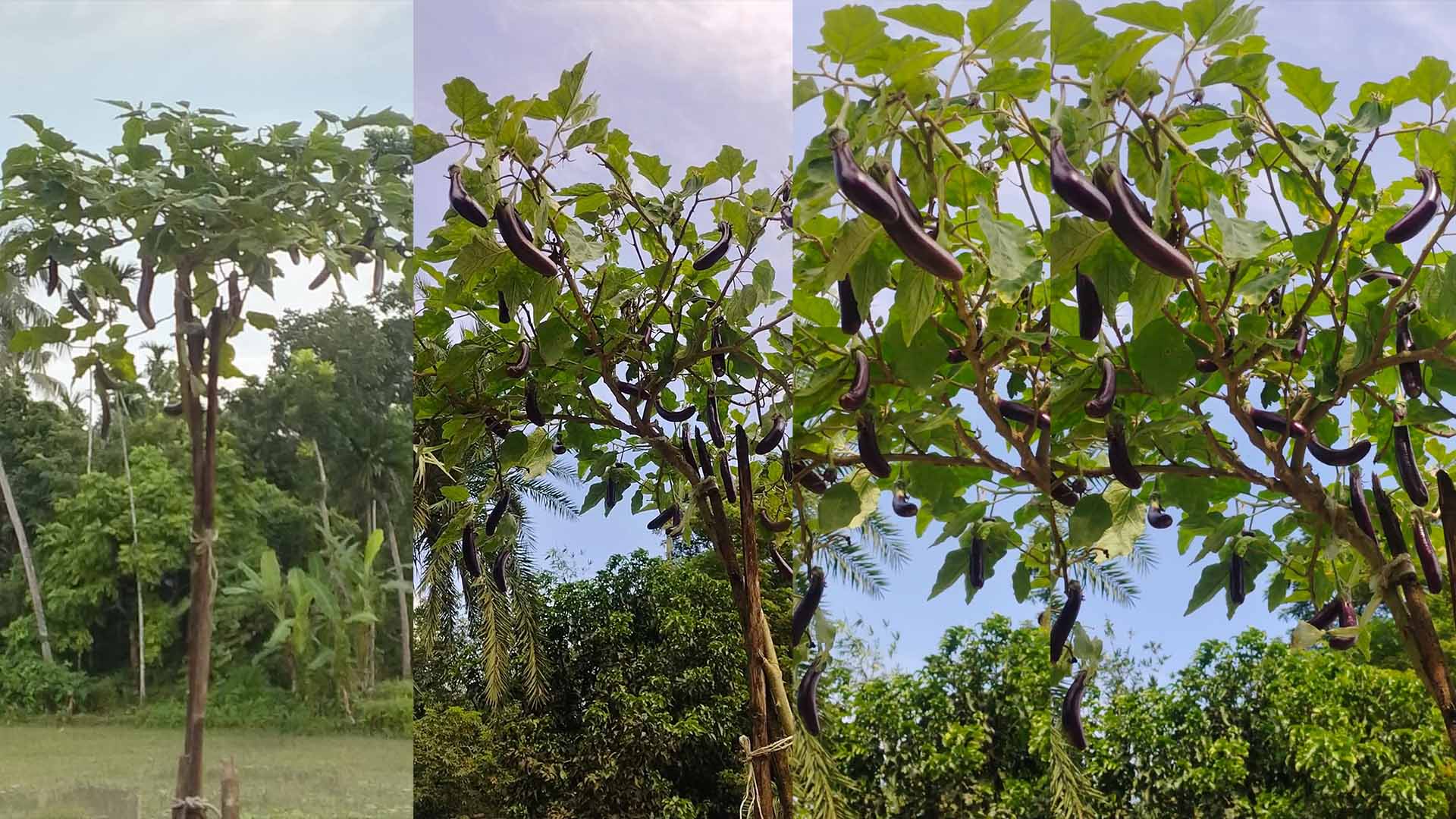 সাতক্ষীরার তালায় আশ্চর্য লম্বা বেগুন গাছ "এ যেন প্রকৃতির এক ছোট্ট বিস্ময়!"