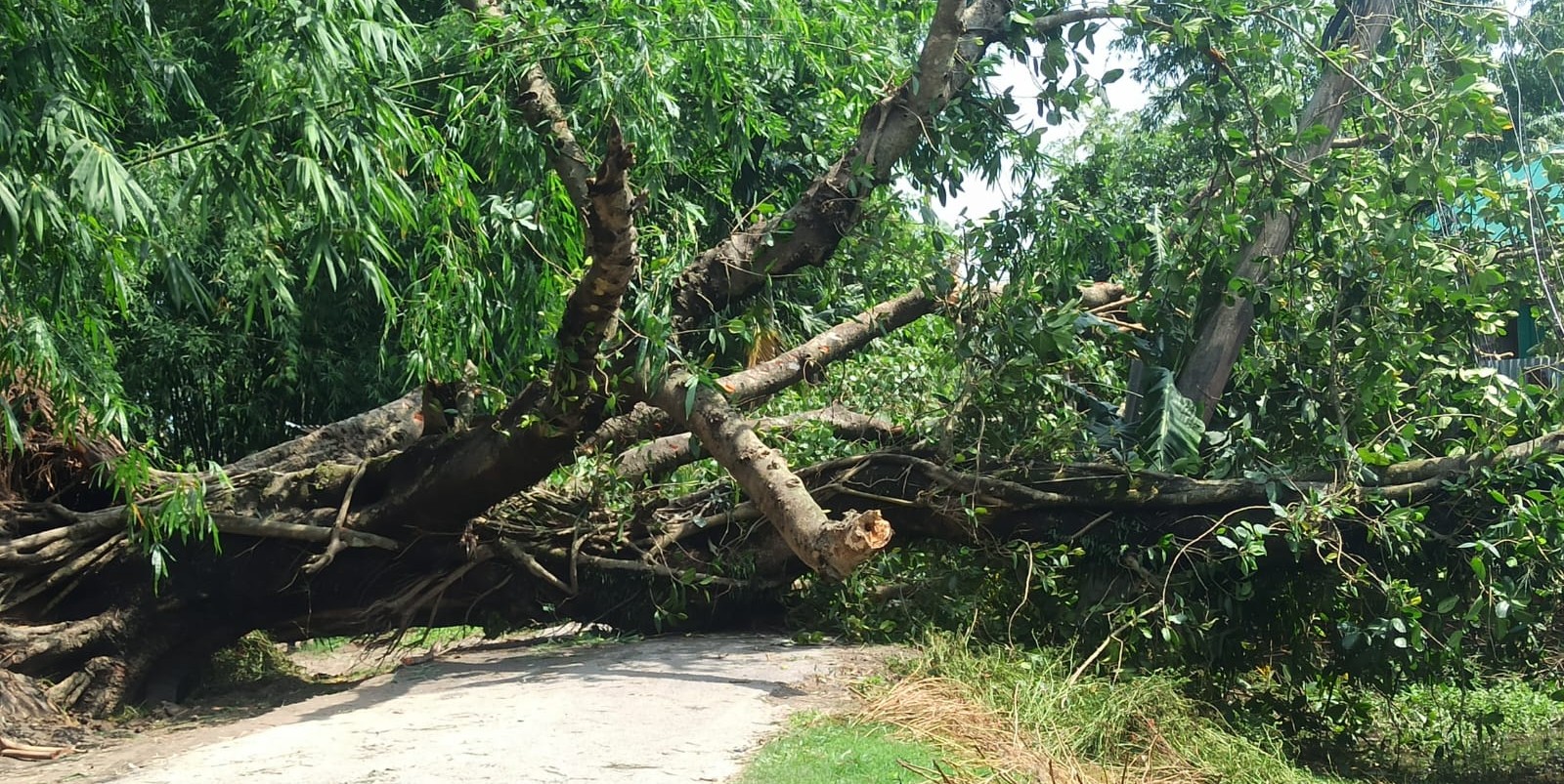 পঞ্চগড়ে ঝড়ে ব্যাপক ক্ষয়ক্ষতি, বিদ্যুৎ-সংযোগ বিচ্ছিন্ন হাজারো গ্রাহক