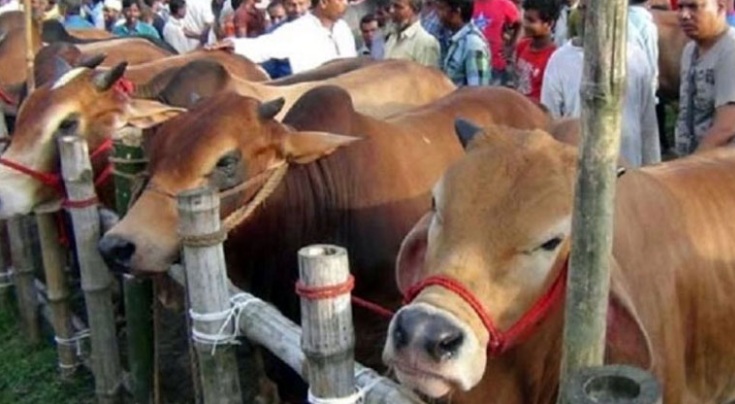 আফতাবনগরে বসছে না গরুর হাট