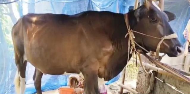 গর্ভধারণ না করেই দুধ দিচ্ছে বাছুর, এলাকায় চাঞ্চল্য