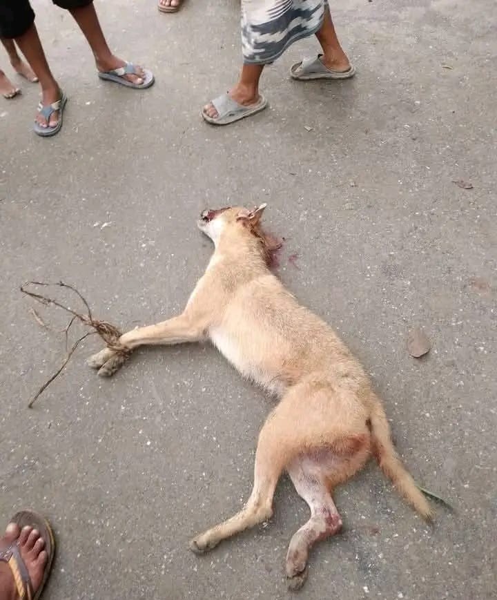 নীলফামারীতে শিয়ালের কামড়ে ৩ কৃষক আহত