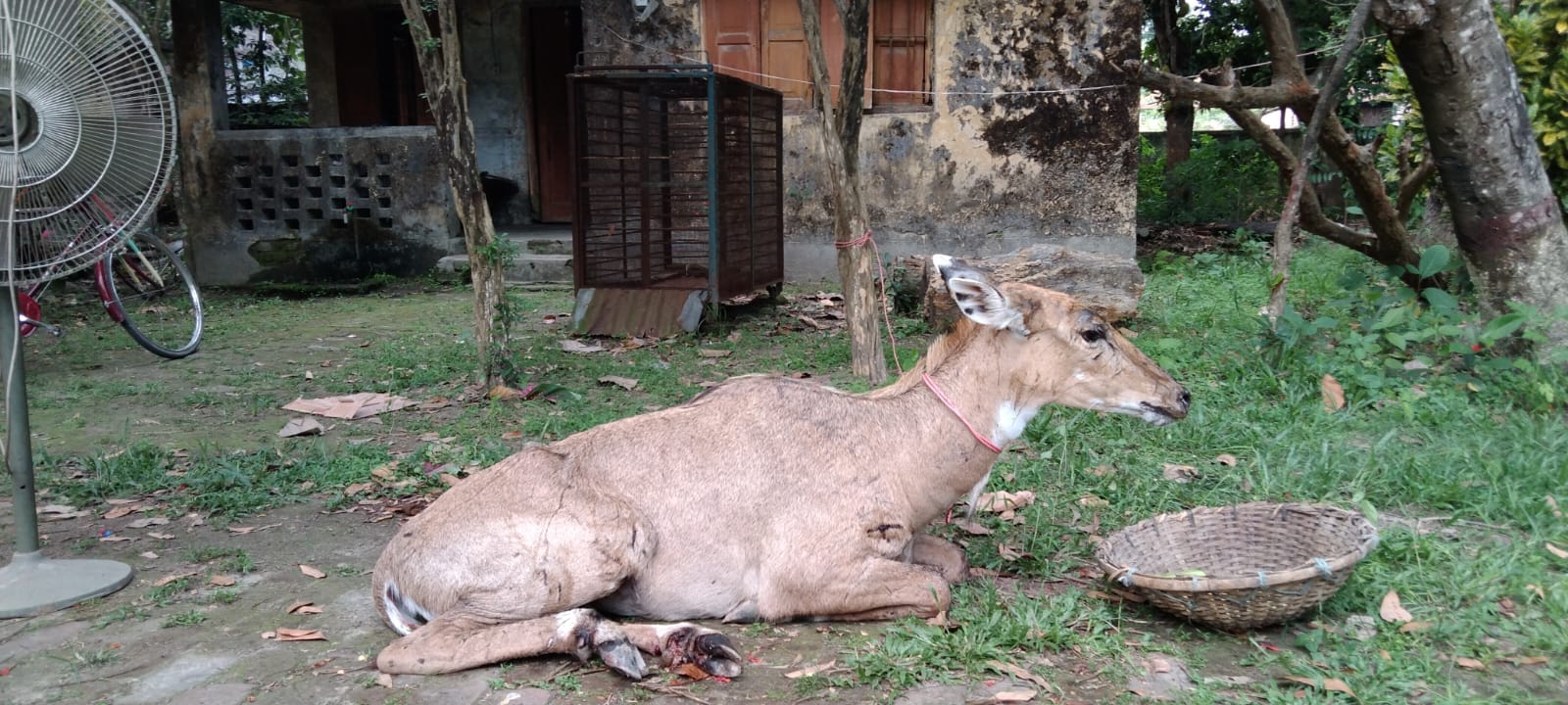 পঞ্চগড়ের সীমান্তে ভারতীয় নীলগাই উদ্ধার