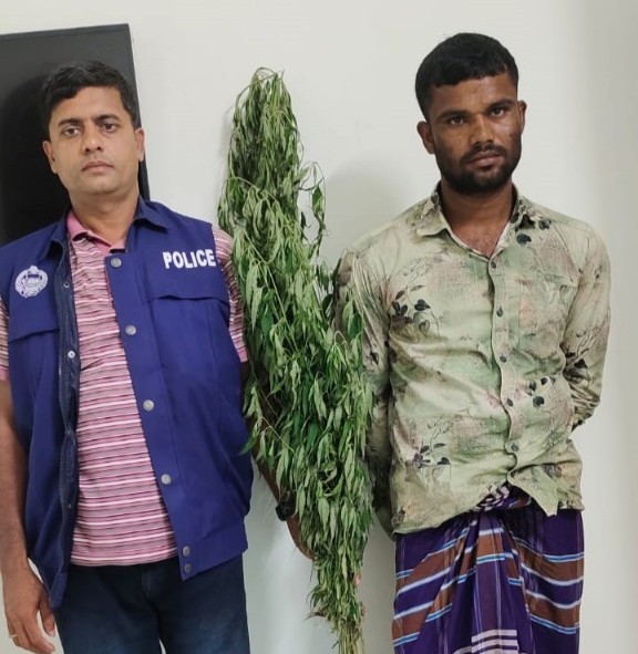 আওয়ামী লীগ সভাপতির ছেলের বাগানে গাঁজা!