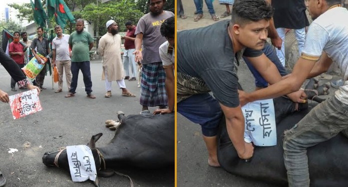 গরুর নাম শেখ হাসিনা-কাদের, শাহবাগে জবাই