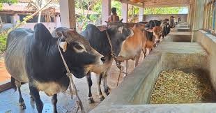 সাতক্ষীরায় কোরবানির চাহিদার অধিক পশু প্রস্তুত