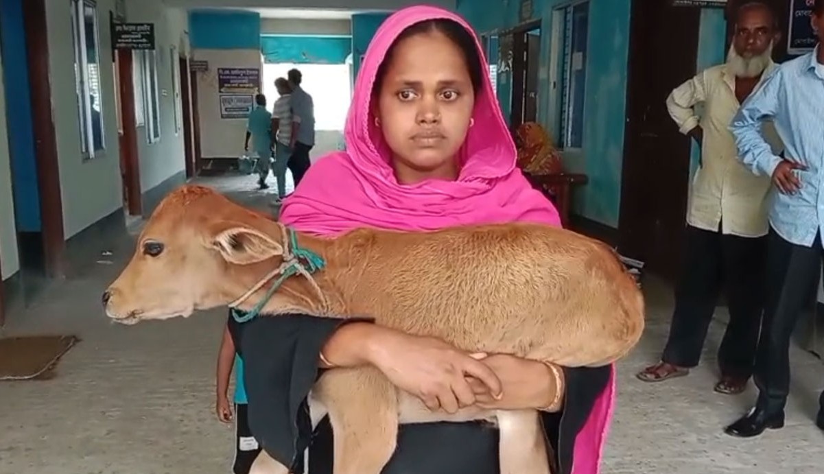 ঋণের দায়ে গাভি কেড়ে নিলেন বিএনপি নেতা, বাছুর নিয়ে আদালতে