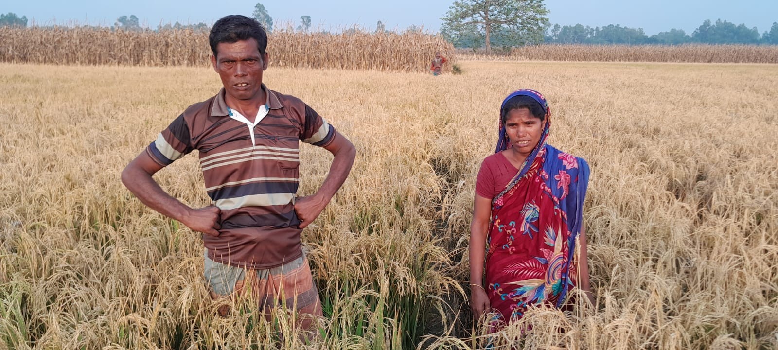 বকশীগঞ্জে আগাছানাশক বিষ দিয়ে ধান ক্ষেত তছরুপ
