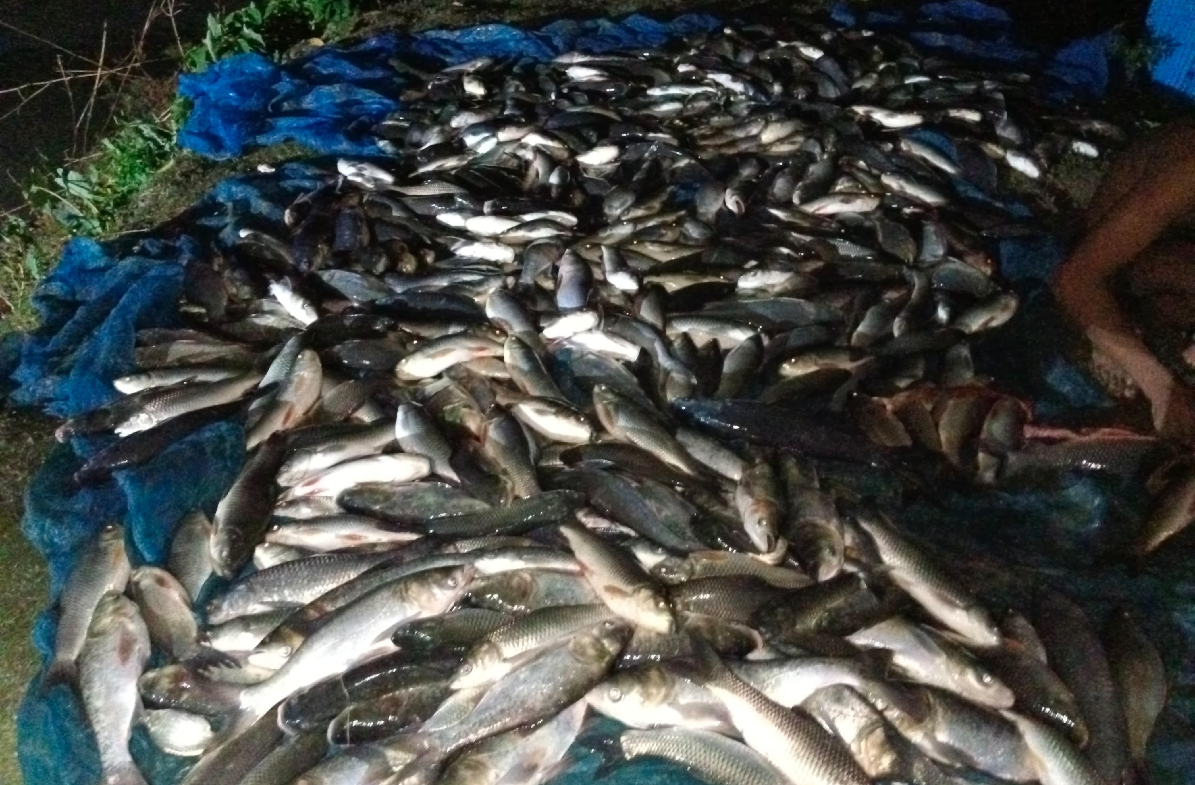 সাতক্ষীরায় ৮ লাখ টাকার মাছ নিধন আটক-২