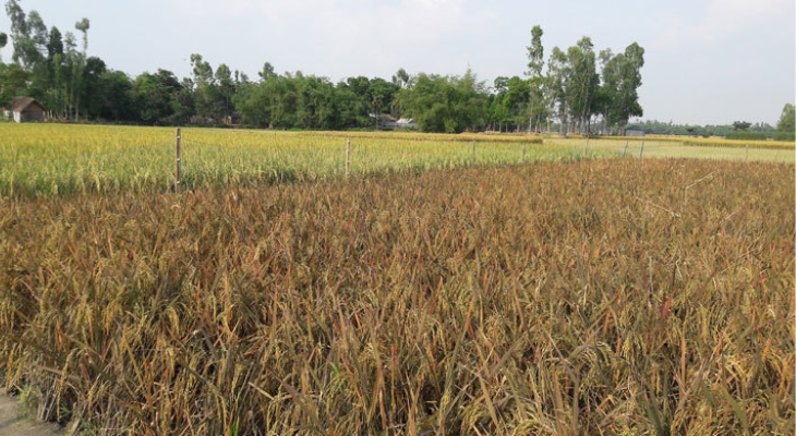 বোরো উৎপাদনে কেজিপ্রতি খরচ বাড়বে ২টাকা