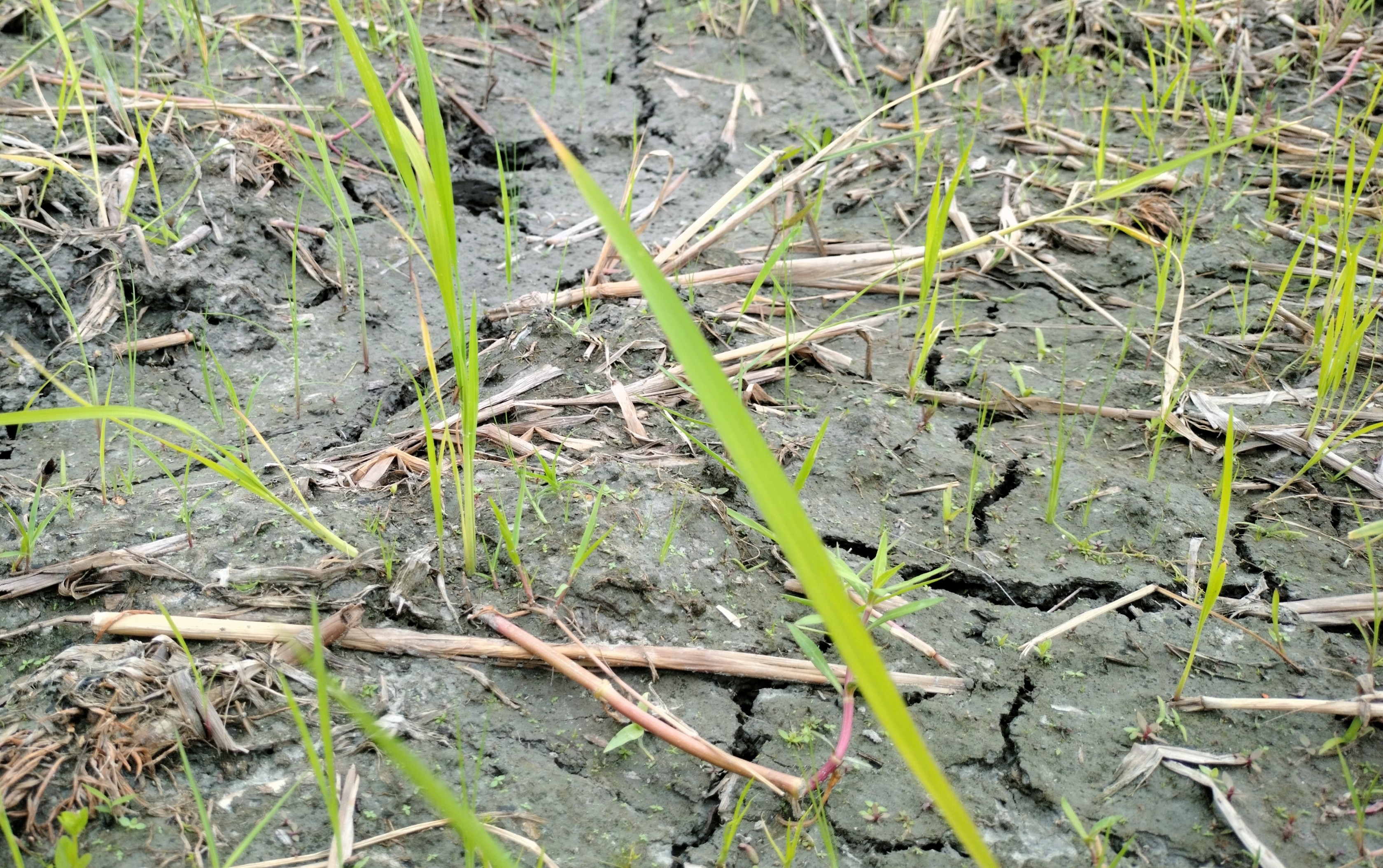 অনাবৃষ্টিতে নীলফামারীতে আমন চাষ ব্যাহত
