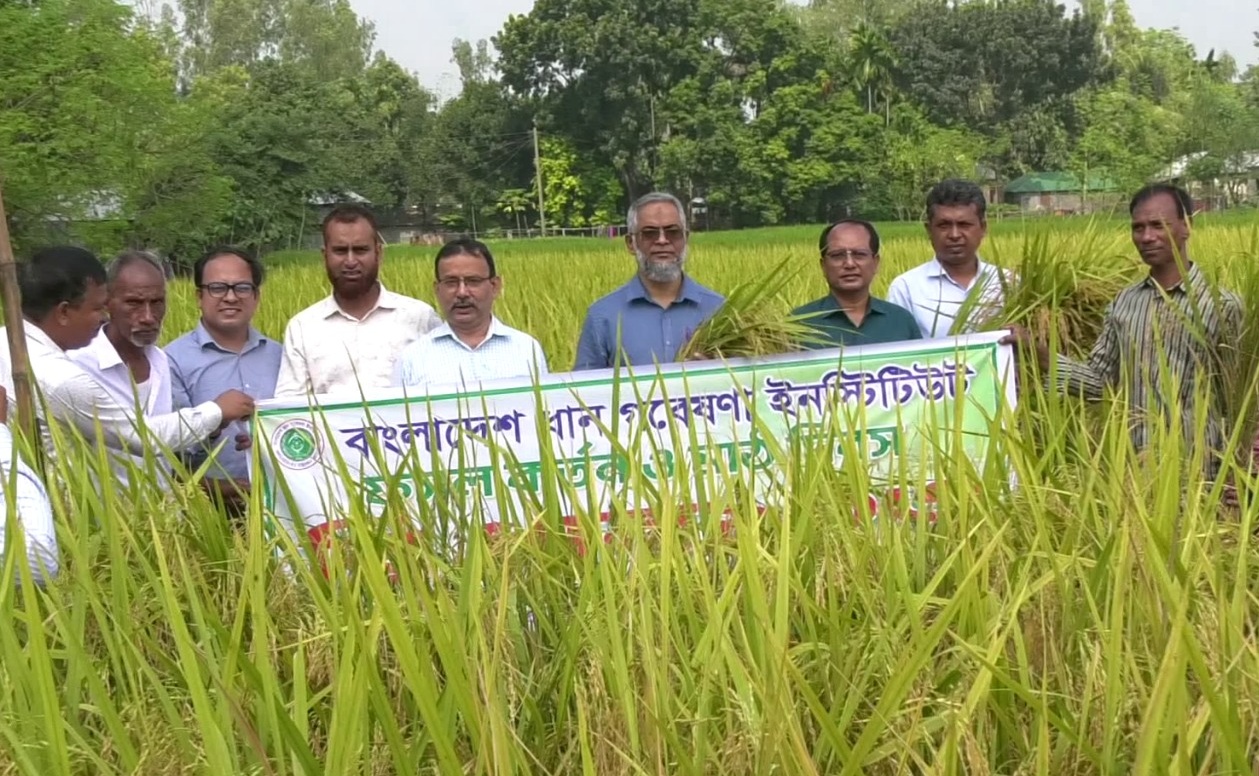 উত্তরের কৃষকের নতুন আশা ব্রি ধান ১০৩
