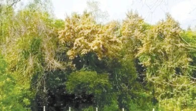 সুন্দরী ফুলে শোভা ছড়াচ্ছে সুন্দরবনে