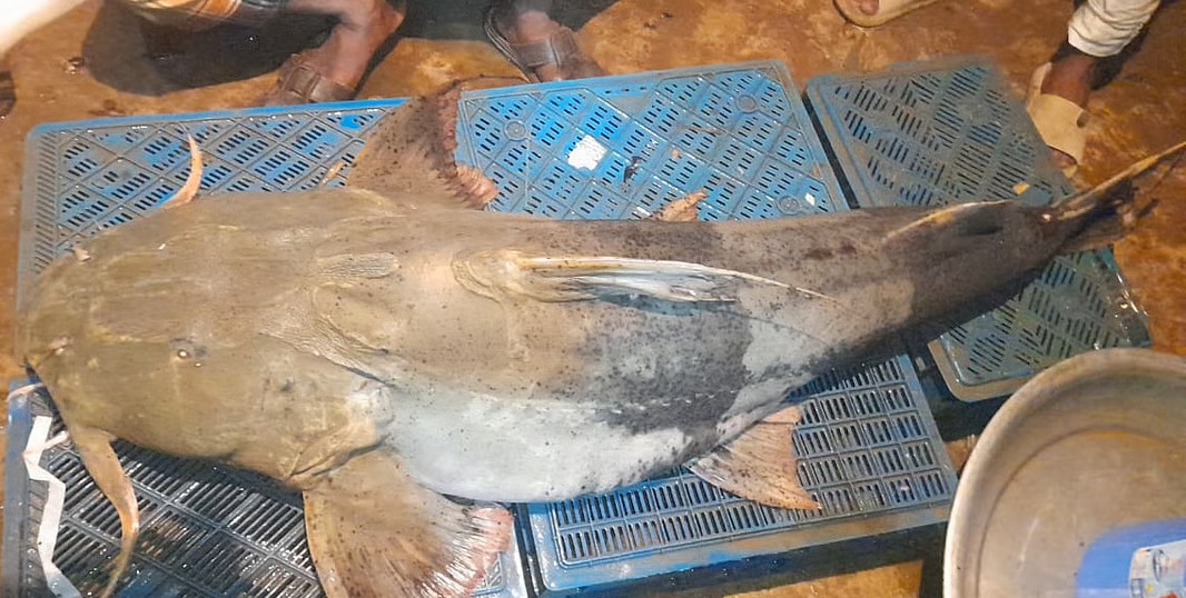 দোয়ারায় ধরা পড়ল ৪৫ কেজির বাঘাইড় মাছ,বিক্রি ৪৫ হাজার টাকায়