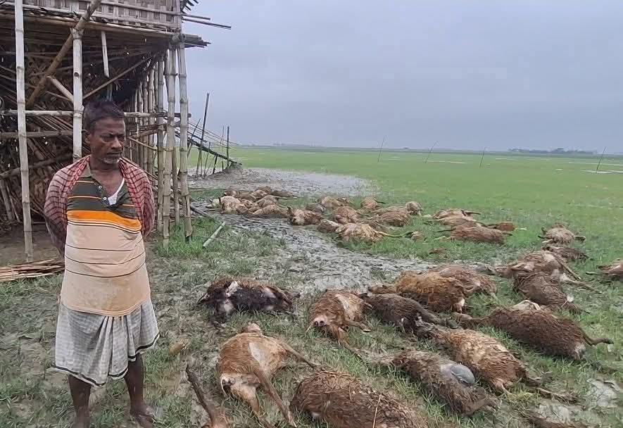 সোনাগাজীতে জোয়ারের পানি ও কুকুরের কামড়ে শতাধিক ভেড়ার মৃত্যু
